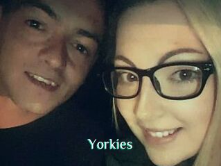 Yorkies